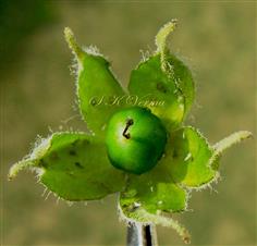 Young Fruit enclosed by calyx